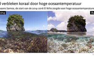 Twee foto's van een koraalrif bij Amerikaans Samoa, links uit december 2014 met het rif in rode kleuren, rechts uit augustus 2015 nadat door hoge oceaantemperaturen het koraal er wit vebleekt kwam uit te zien.