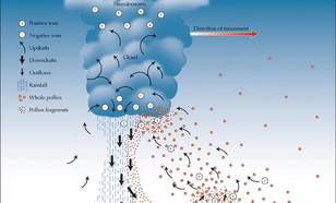 Figuur 3. Pollenbewegingen in en vlak voor een onweersbui. Bron:  http://themoxapunk.com/2016/11/thunderstorm-asthma/