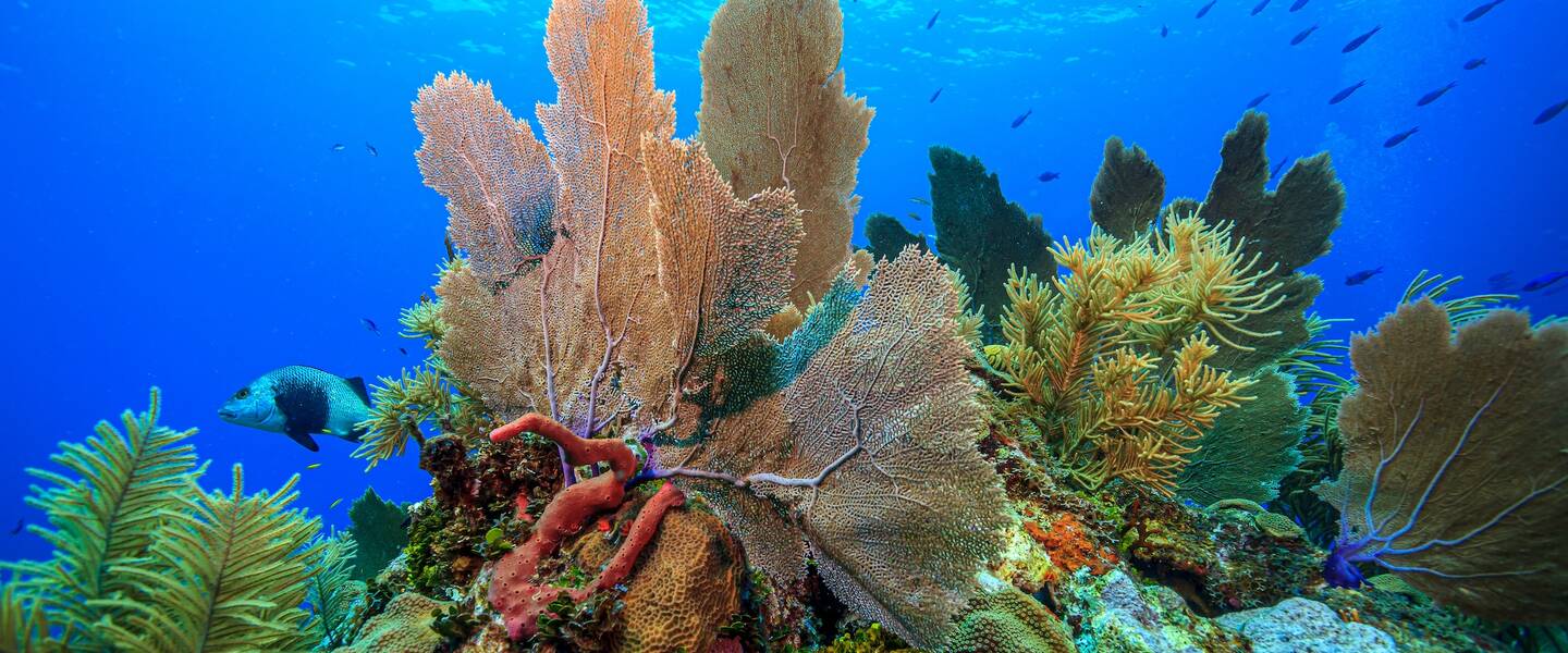 Onderwaterfoto van een koraalrif bij Bonaire